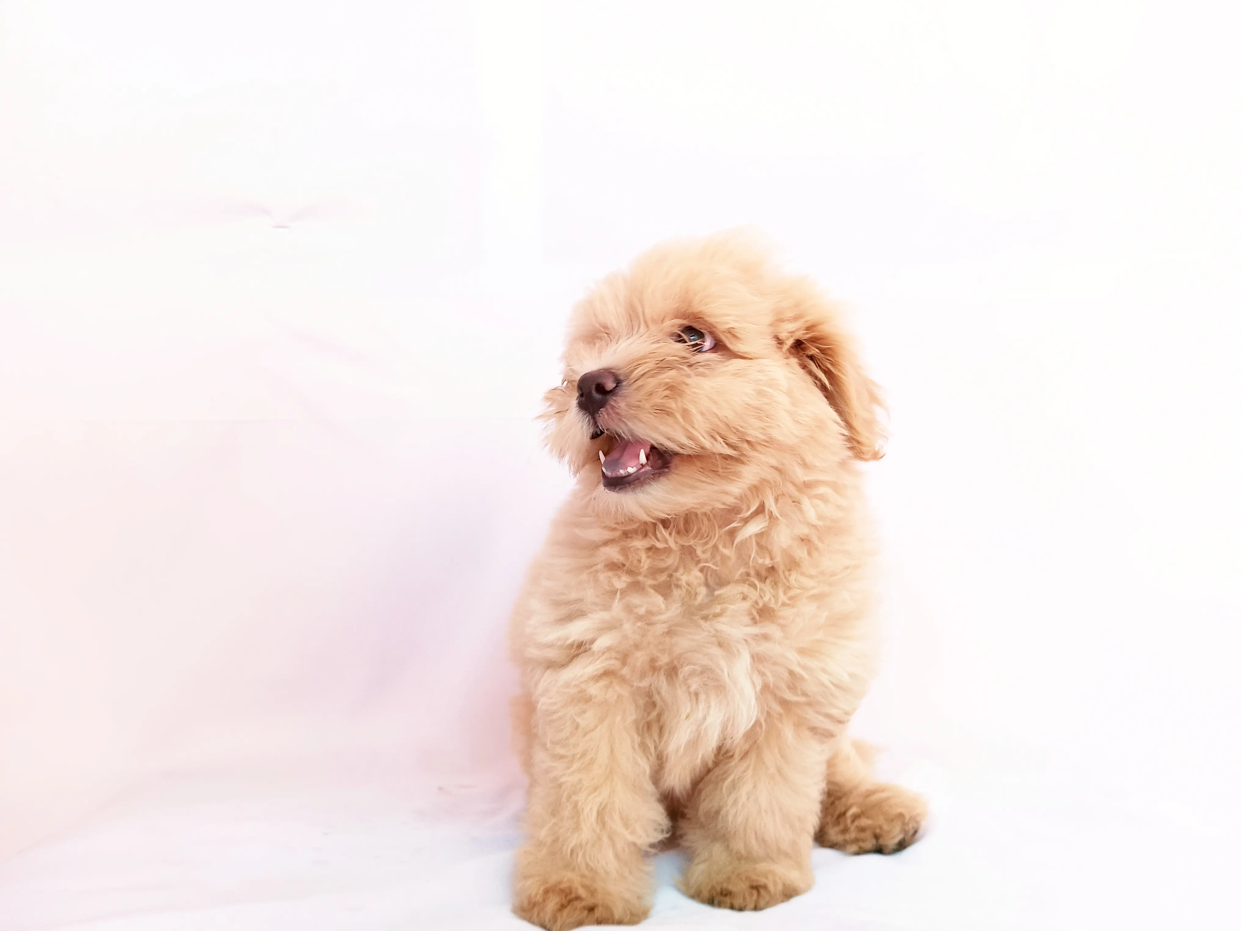 Bamboo - Pomeranian Shih Tzu