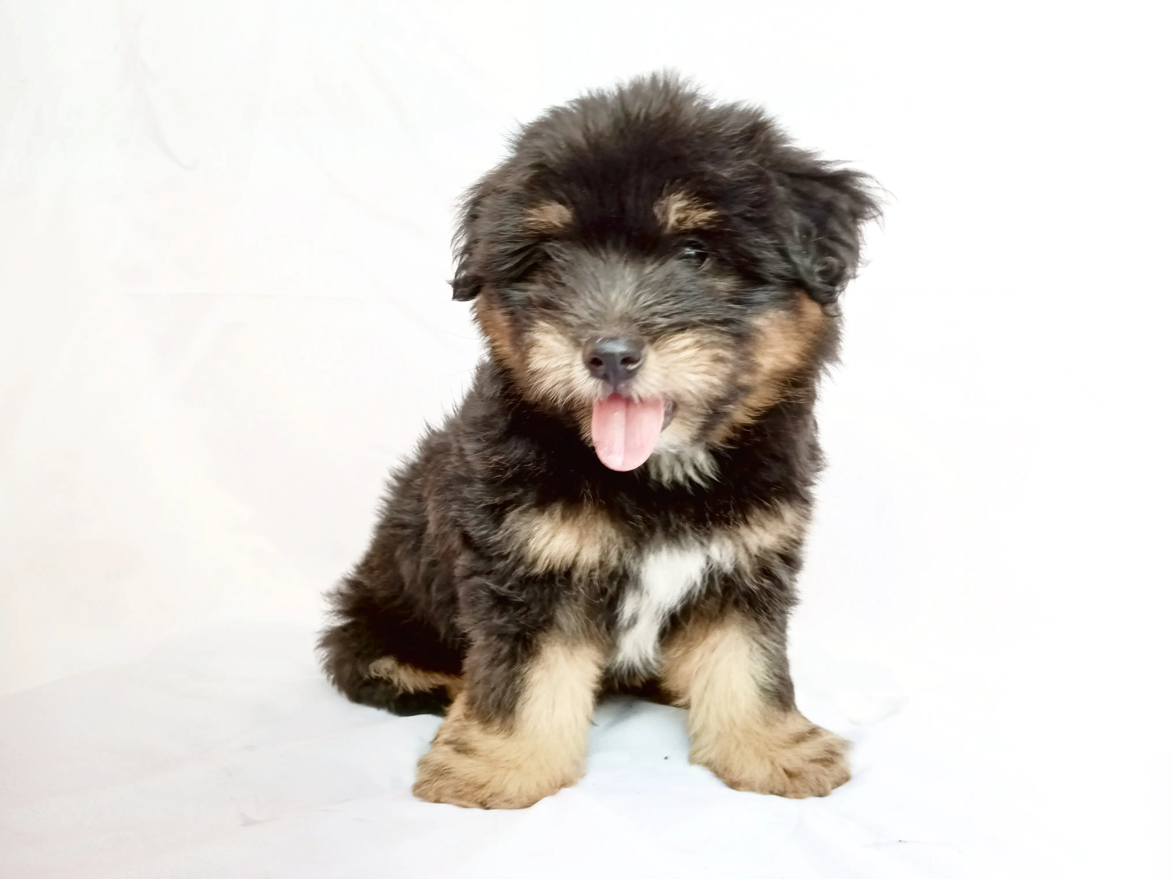 Casper - Pomeranian Shih Tzu