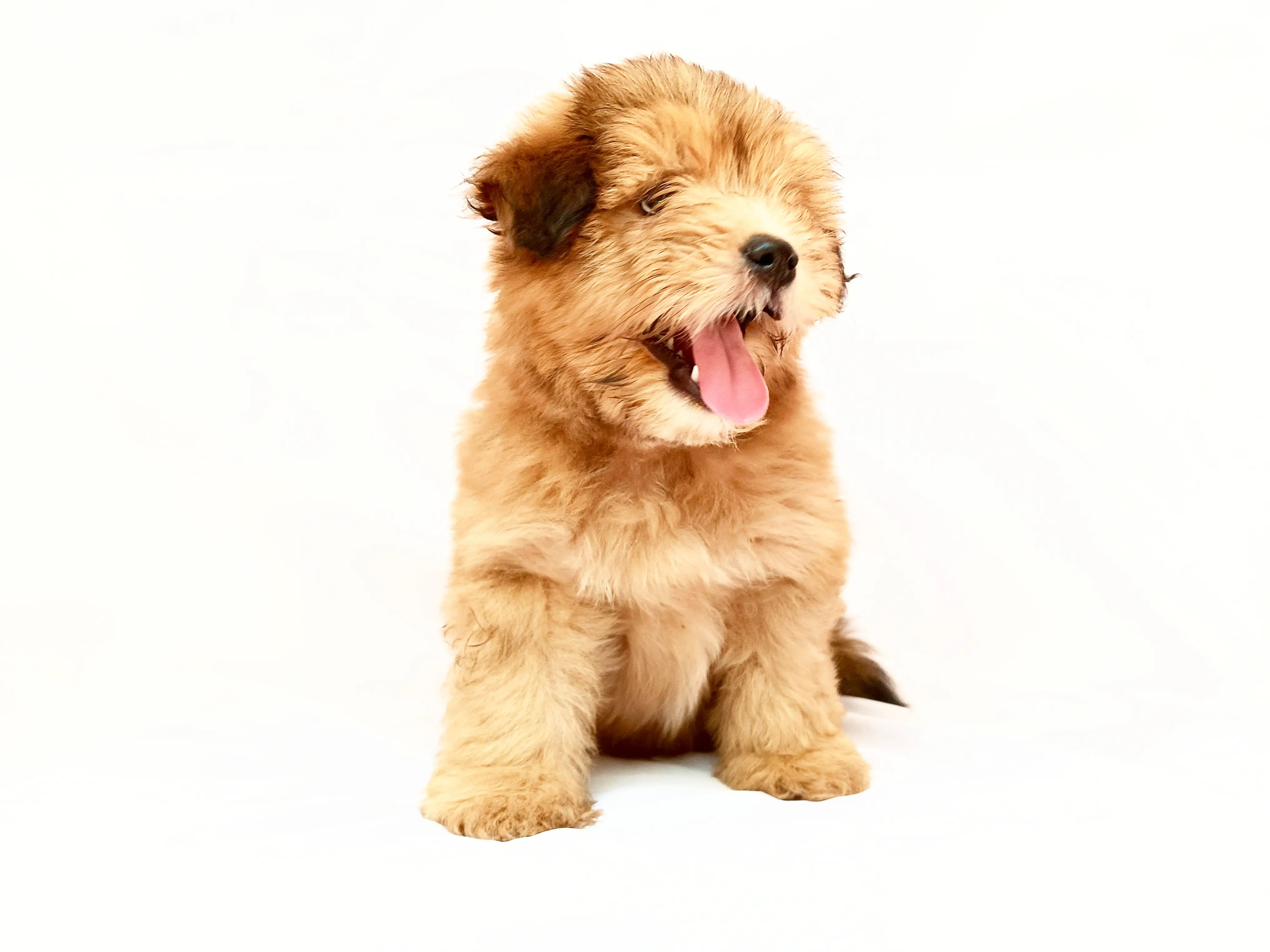Cooper - Pomeranian Shih Tzu