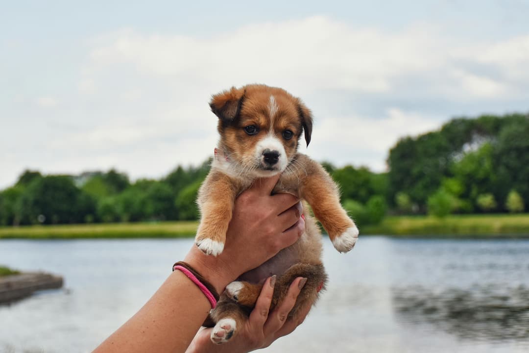 GuigaPaws puppy