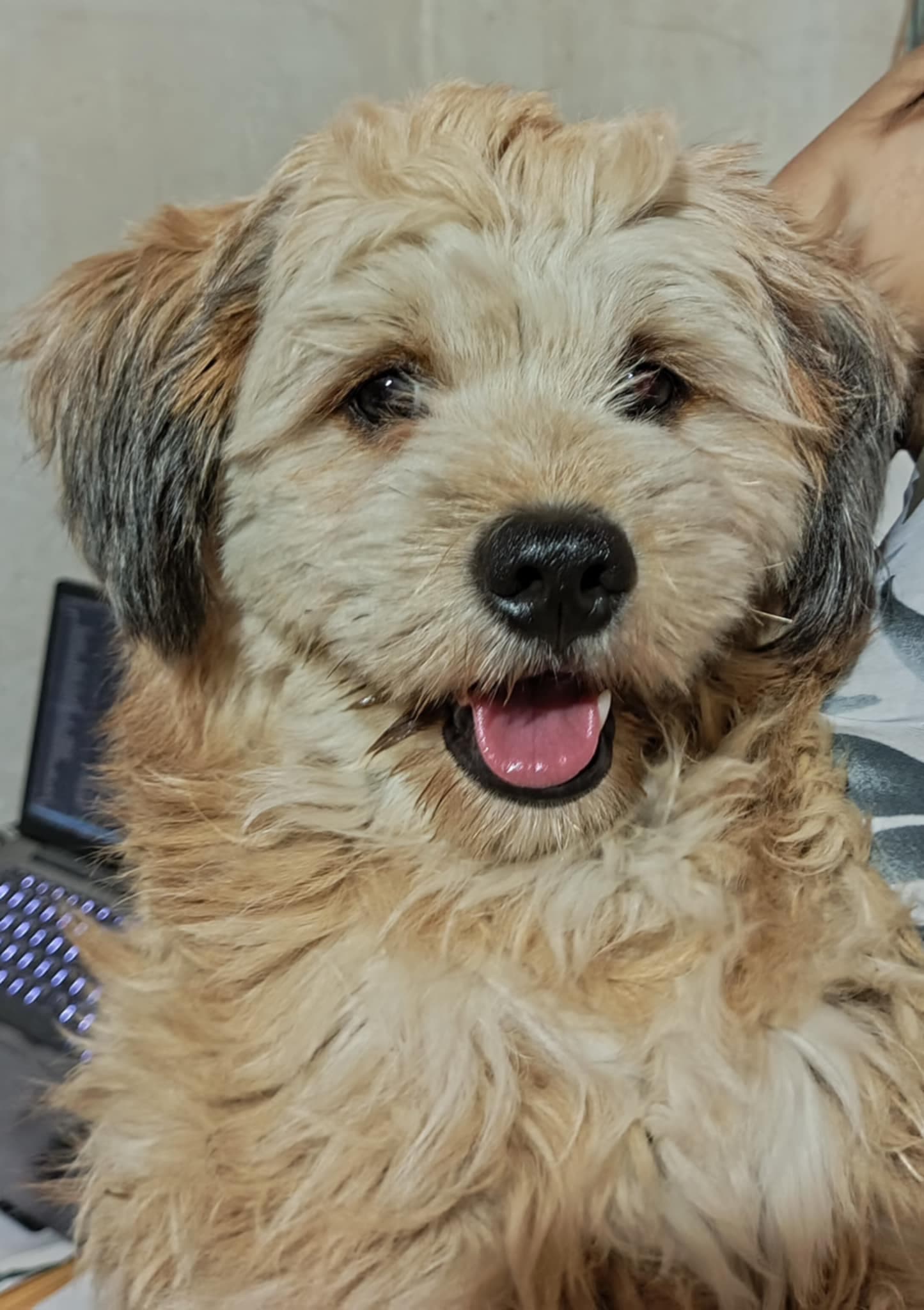 Brody