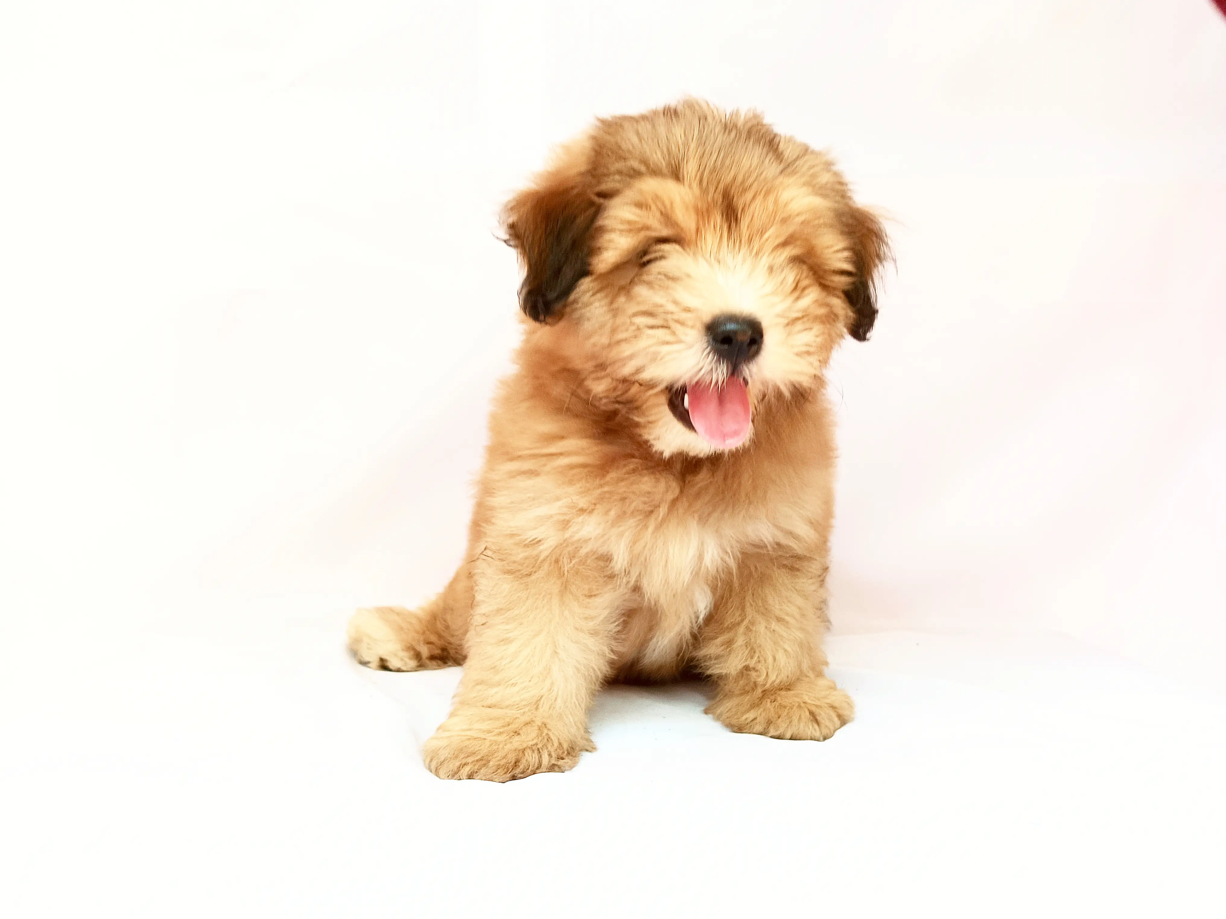 Cooper photo 2
