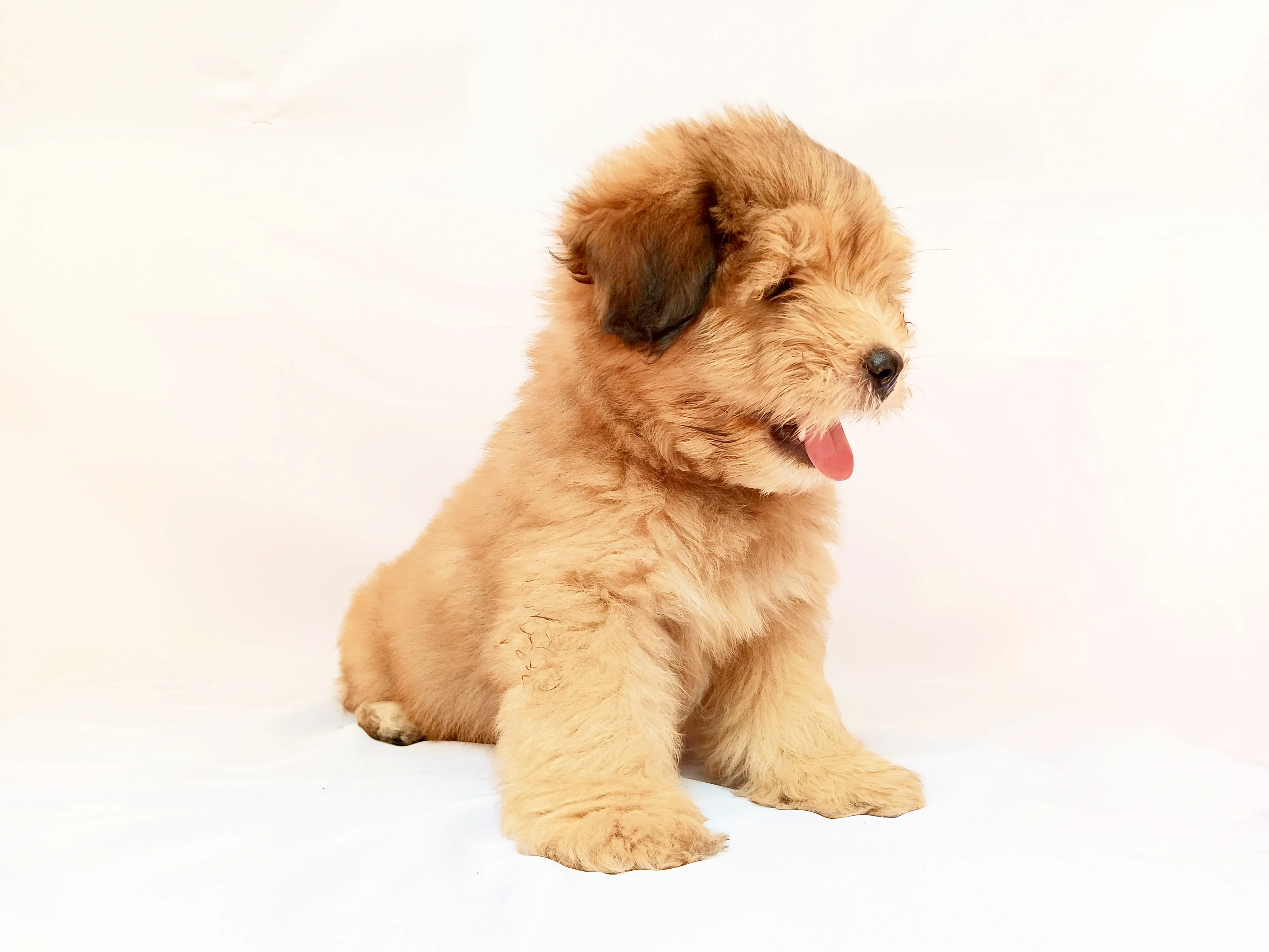 Cooper photo 5