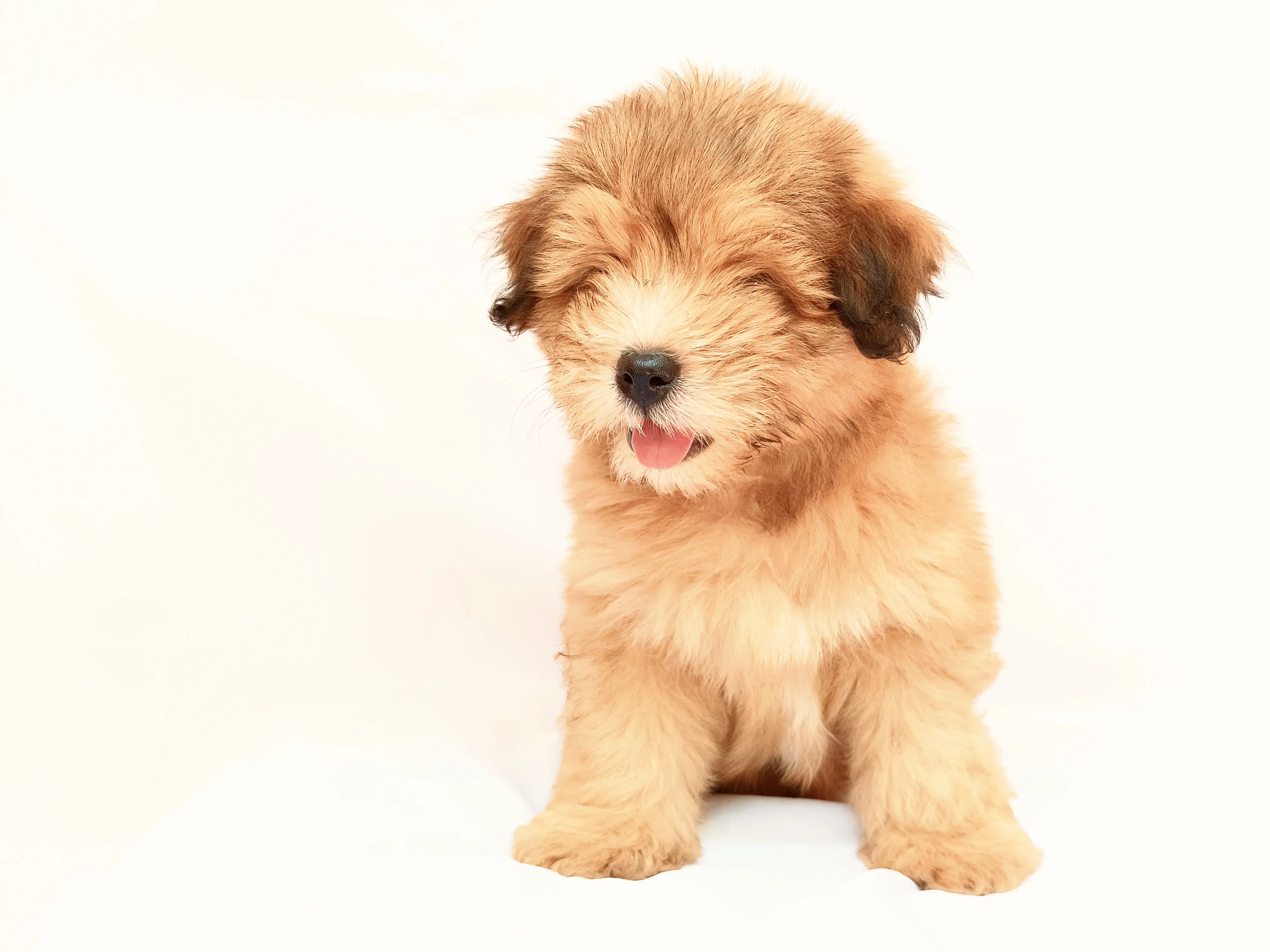 Cooper photo 6