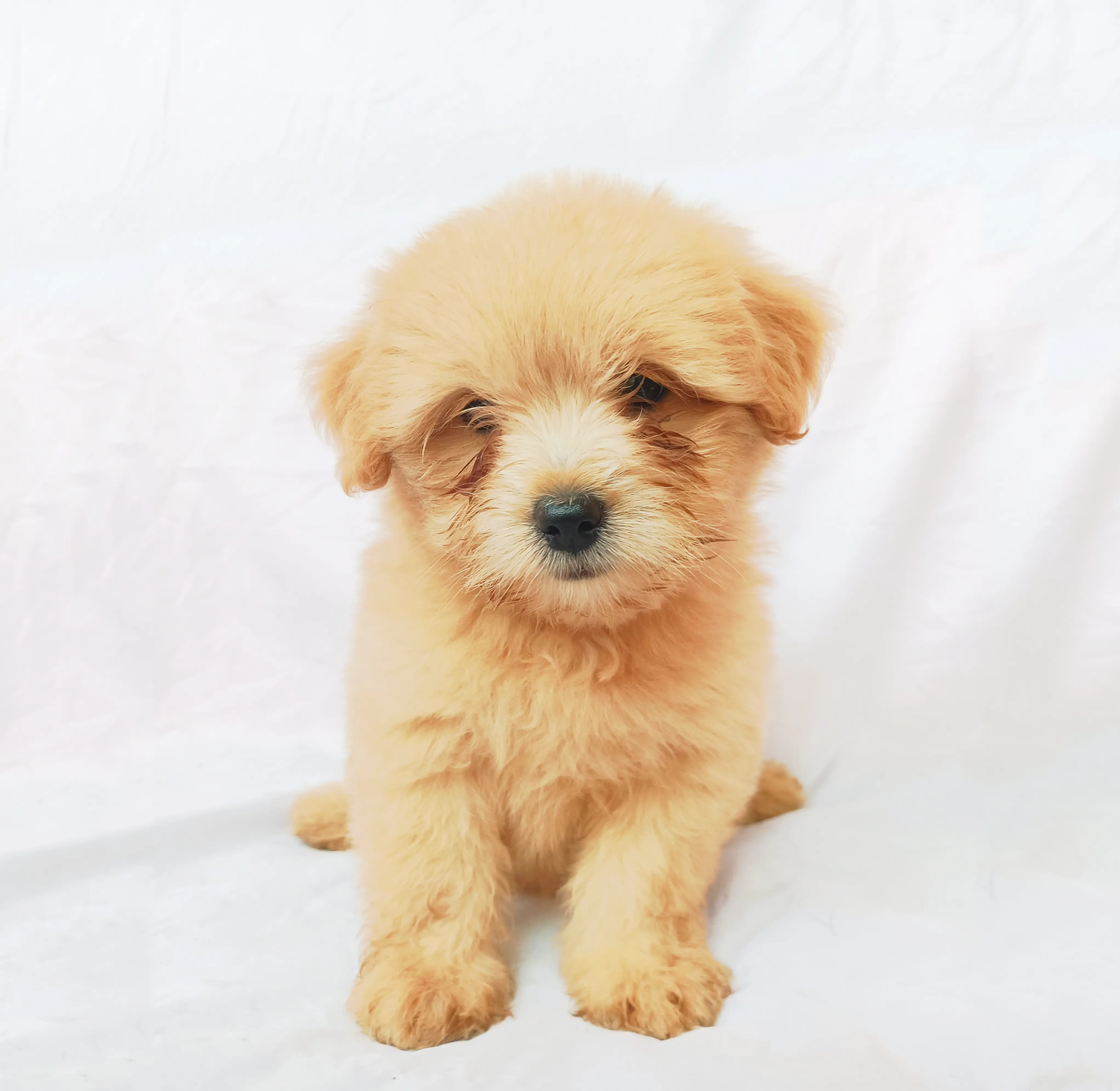 Goldy photo 3