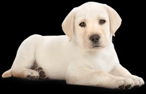 GuigaPaws puppy companion