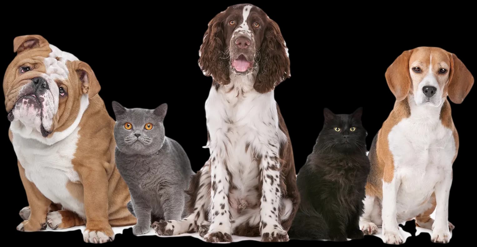 Cute GuigaPaws puppy