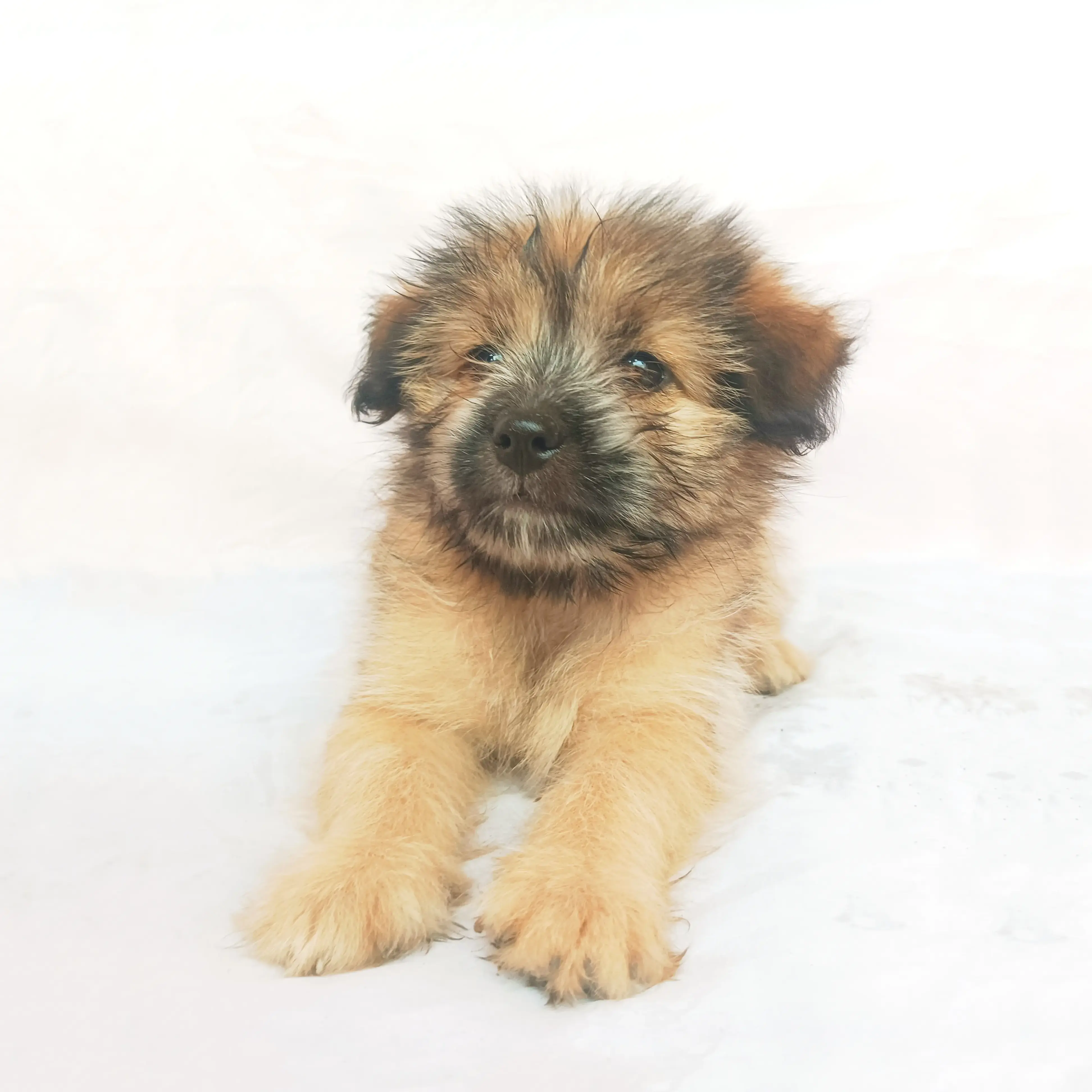 Shira photo 5